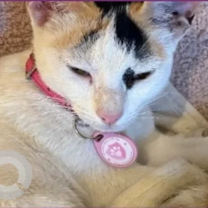 A White Domestic Shorthair Cat Missing from Umm Suqeim 3