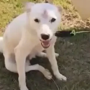 A White Indie Dog Found from Kulesara, Greater Noida