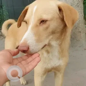 A White-Brown Mix Indie Dog Missing from Sector 39, Noida