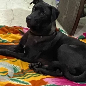 A Black Indie Dog Missing from Sant Nagar Gali no 15
