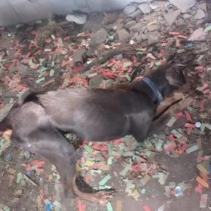 A Black Doberman Dog Found from Warje