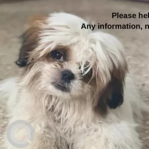 A White-Brown Mix Shih Tzu Dog Missing from Hennur Cross Flyover
