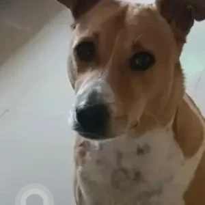 A White-Brown Mix Indie Dog Missing from Sarjapur Decathlon, Sun City apartments