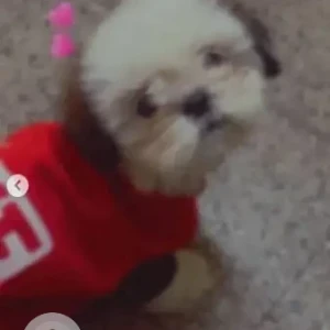 A White-Brown Mix Shih Tzu Dog Missing from Uttarahalli Hobli, Bengaluru-3