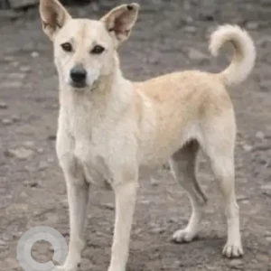 A White Indie Dog Missing from Indiranagar, HAL 2nd Stage