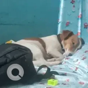 A White-Brown Mix Indie Dog Missing from Gaunsawaddo, Mapusa
