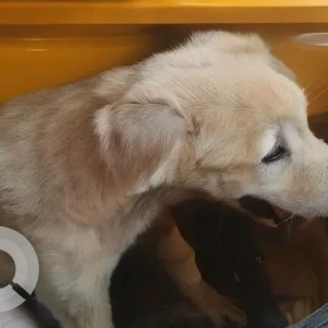 A White-Brown Mix Indie Dog Missing from Padappai, Chennai