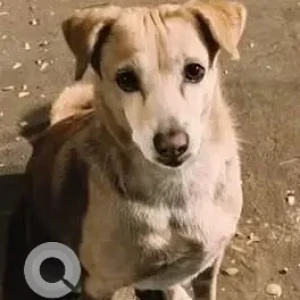 A White-Brown Mix Indie Dog Missing from Mumbai