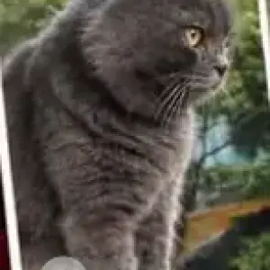 A Grey Ragdoll Cat Missing from Jegathambigai Street-2