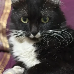 A Black and White Persian Cat Missing from GKW Layout, Vijayanagar