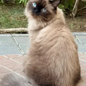 A Light Brown Persian Cat Missing from Springs 10 area