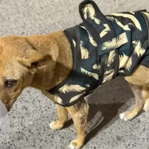 A Brown Indie Dog Found from Amar Colony-2