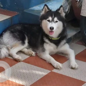 A Black and White Husky Dog Missing from T dasarahalli