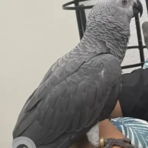 A Grey african parrot Bird Missing from Al Badaa