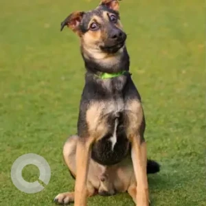 Male Indie Dog Adoption for Adoption in South Delhi