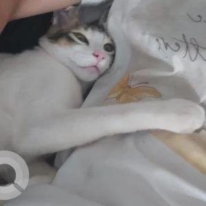 A Grey-White Mix Indie Cat Missing from Cotula Waddo, Saligao