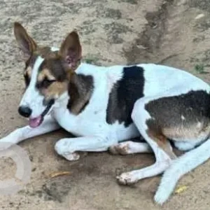 A Black and White Indie Dog Found from Greater Kailash, New Delhi