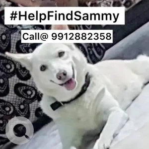 A White Pomeranian-Indie mix Dog Missing from Marripalem, Visakhapatnam-2