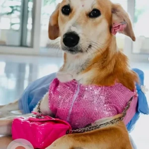 A White-Brown Mix Indie Dog Missing from Conscient One Mall, Sector 109