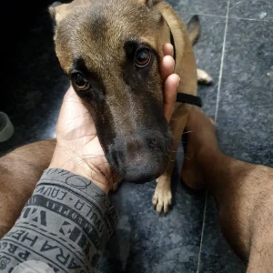 A Brown Indie Dog Missing from SBH coloney-2