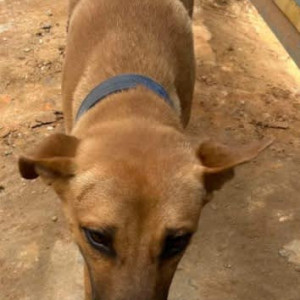 A Brown Indie Dog Found from Murphy Town, Bengaluru-3