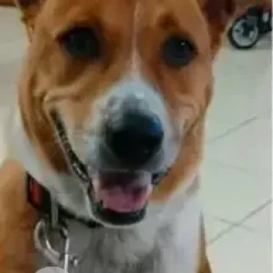 A White-Brown Mix Indie Dog Missing from Sarjapur Decathlon, Sun City apartments-2