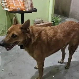 A Brown Indie Dog Found from Chennai