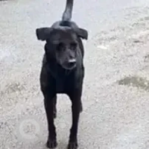 A Black Indie Dog Missing from M.S.R Nagar