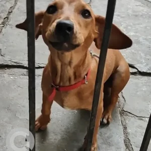 A Brown Dachshund Dog Found from Nandini Layout