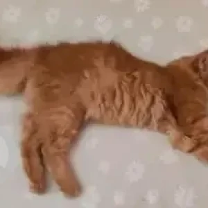 A Orange Indie persian mix Cat Found from Bengaluru-3