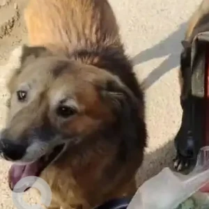 A Black and Brown Indie Dog Missing from Sector 45, Gurgaon