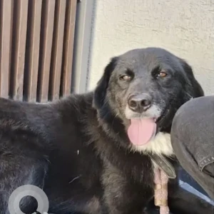Missing: Black and White Male Indie Dog from Prem Sukh Hospital, Malviya Road, Dehradun
