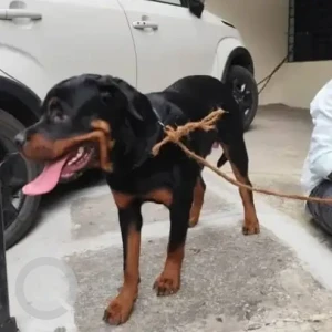 A Black and Brown Rottweiler Dog Found from Padmanabhanagar, Bengaluru-3
