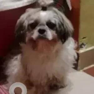 A White-Brown Mix Shih Tzu Dog Missing from Ambavani Nagar