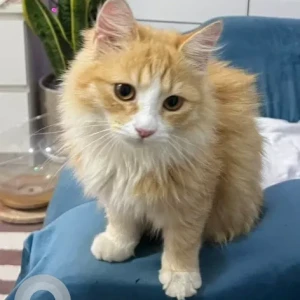 A White-Brown Mix Domestic Longhair Cat Found from Khalifa City A-2