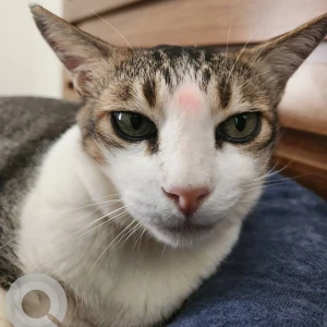 A Grey-White Mix Indie Cat Missing from Pune-2