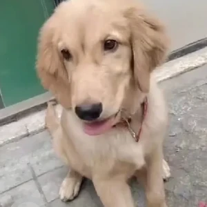 A Brown Golden Retriever Dog Found from Bengaluru