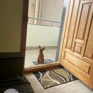 A Brown Miniature pincher Dog Missing from Gantiganahalli, Bengaluru-3