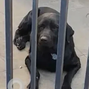 A Black Labrador Dog Found from OMBR Layout Banaswadi-2