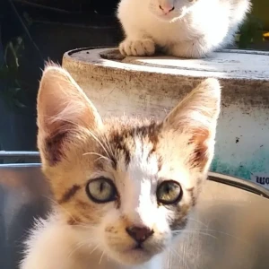 A Grey-White Mix Indie Cat Missing from Pune ST Bus Stand