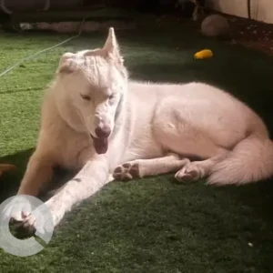 A White Mix Dog Found from Shakhbout, near Al Sahm str