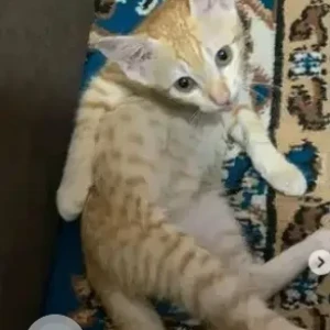 A Light Brown Tabby Cat Missing from Wilson Garden, Bengaluru-2