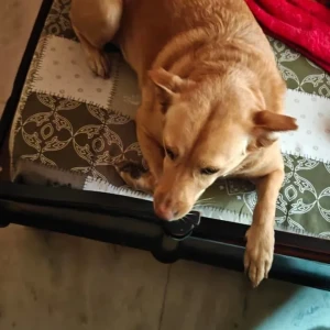 A White-Brown Mix Indie Dog Missing from Bengaluru