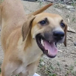 A White-Brown Mix Indie Dog Missing from Baner, Pune