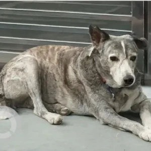 A Grey-White Mix Indie Dog Missing from Ku Block, Pritampura