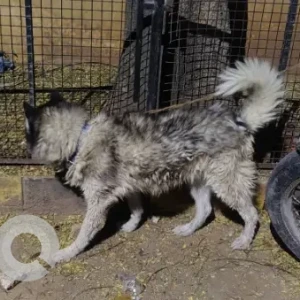 A Black and White Husky Dog Found from Sandhya Apartment, Balkampet-2