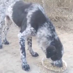 A Black and White Indie Dog Found from DLF Phase 1, Sector 26