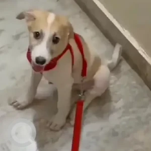 A White-Brown Mix Indie Dog Missing from Patel Nagar, New Delhi