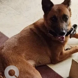 A Black and Brown Indie Dog Found from Venus colony, 1st street, VGP Selva Nagar Extension 2, Velachery