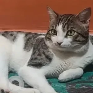 A Grey-White Mix Indie Cat Missing from Sunkudkatte Srinivas Nagar